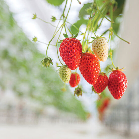 strawberry plant