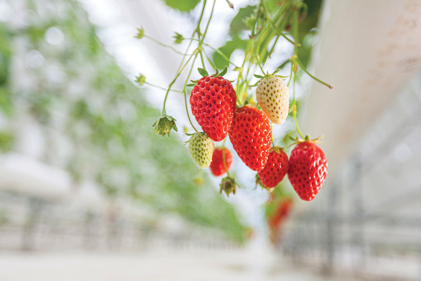 strawberry plant