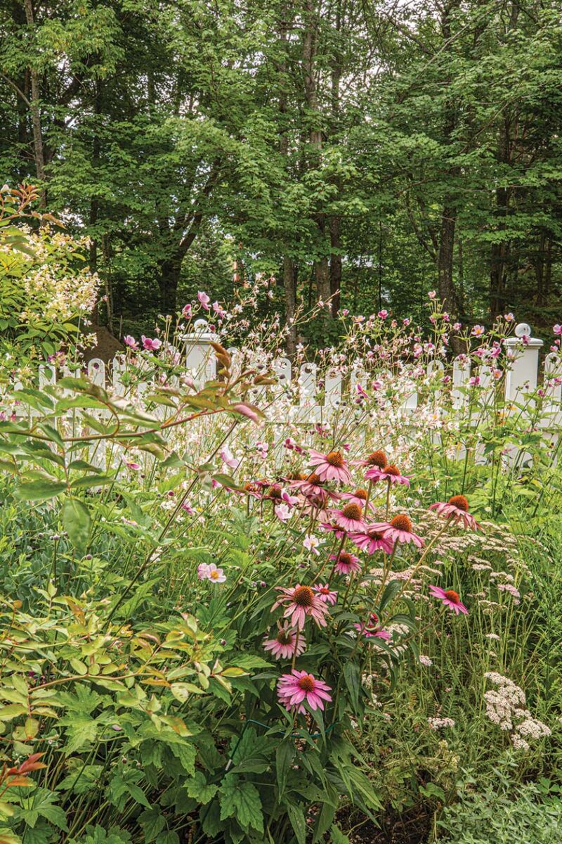 echinacea yarrow and gaura in thriving Maine home garden